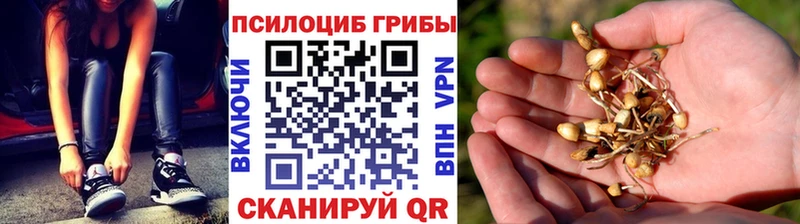 Галлюциногенные грибы Cubensis  купить наркотики сайты  Петрозаводск 